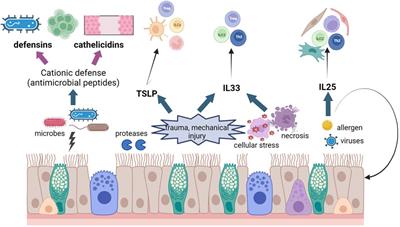The epithelium takes the stage in asthma and inflammatory bowel diseases